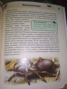 Людмила Соколова: Хочу знать. Пауки