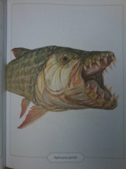 Сэми Бэйли: Энциклопедия опасных животных