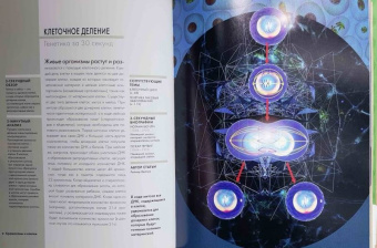 Бэтти, Клегг, Феллоу: Эволюция за 30 секунд
