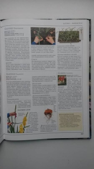 Размножение растений