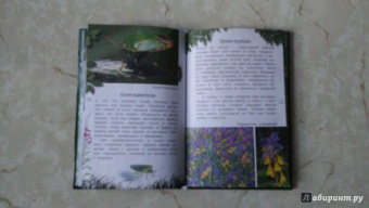 Александр Тихонов: Лесные тайны