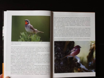 Константин Михайлов: Лесные птицы России