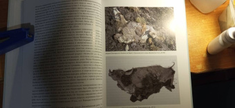 Андрей Шпанский: О мамонтах и их спутниках. Палеоэкология мамонтовой фауны