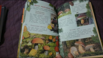 Петр Волцит: Ягоды и грибы