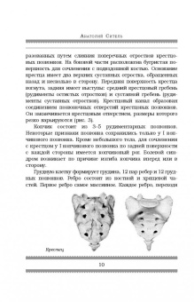 Анатолий Ситель: Все о позвоночнике. Большая книга