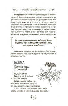 Холли Беллебуоно: Маленькая книга трав