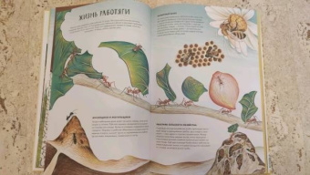 Анна Янкелевич: Королевство насекомых. Интерактивная книга с окошками о жизни муравьев, ос и пчел