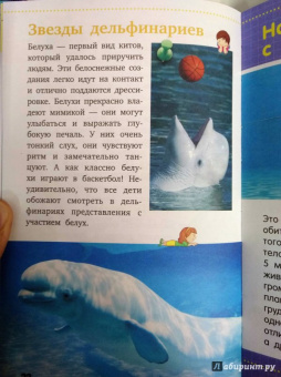 Дмитрий Кошевар: Акулы, киты, дельфины