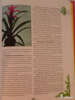 Иллюстрированная энциклопедия комнатных растений