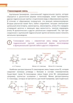 Вадим Покровский: Биохимия человека. Обмен углеводов. Учебное пособие