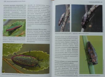 Александр Просвиров: Атлас жуков средней полосы России