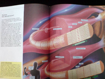 Большая детская иллюстрированная энциклопедия