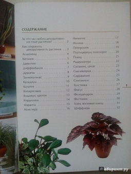 Валентин Воронцов: Секреты ухода. Декоративнолистные комнатные растений