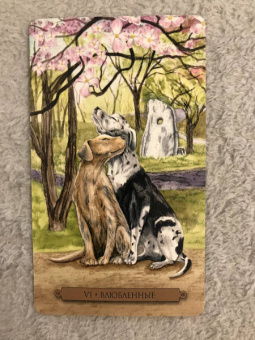 Конуэй, Найт, Мюллер: Комплект:  Таро магических собак+Таро Изменения Формы