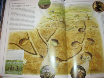 Бамбарадения, Вудрафф, Гинзберг: Животный мир. Иллюстрированный атлас