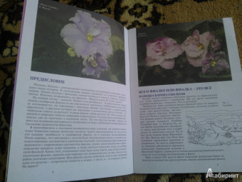 Татьяна Смирнова: Узамбарская фиалка. Как "приручить" чудо