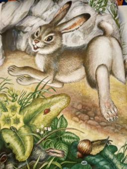 Николай Сладков: Сказки лесной опушки