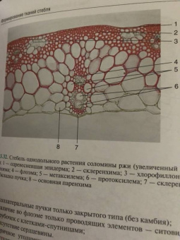 Барабанов, Зайчикова: Ботаника. Учебник