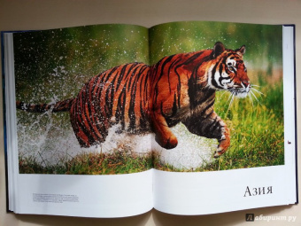 Бамбарадения, Вудрафф, Гинзберг: Животный мир. Иллюстрированный атлас