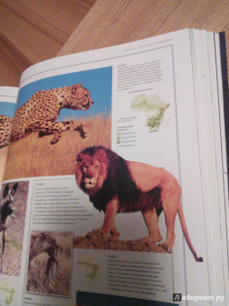 Бамбарадения, Вудрафф, Гинзберг: Животный мир. Иллюстрированный атлас