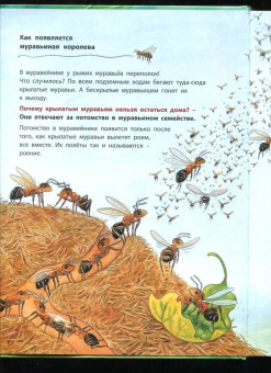 Фридерун Райхенштеттер: Где живёт муравьишка. Познавательные истории