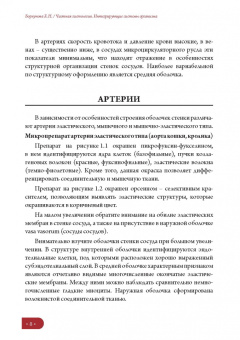 Елена Борхунова: Частная гистология. Интегрирующие системы. Методика изучения препаратов. Учебно-методическое пособие