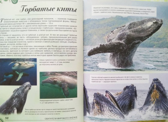 Вячеслав Ликсо: Большая книга о подводном мире. 1001 фотография