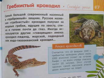 Молюков, Новичонок: Красная книга. Животные