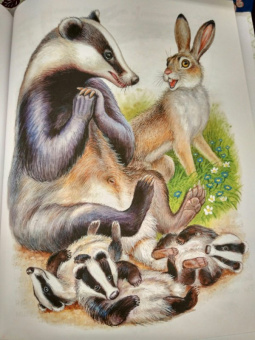 Николай Сладков: Сказки лесной опушки