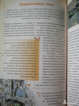 Владимир Горбатовский: Насекомые России. Жуки, бабочки и другие