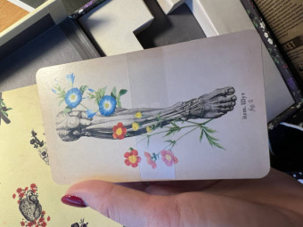 Клэр Гудчайлд: Antique Anatomy Tarot. Таро античной анатомии