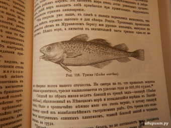 К. Келлер: Жизнь моря