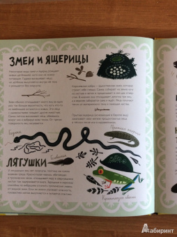 Лена Шёберг: Крутые факты о яйцах