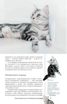 Николай Непомнящий: Все о кошках
