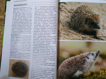 Владимир Бабенко: Животные рядом с нами