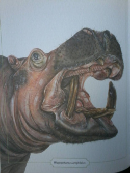 Сэми Бэйли: Энциклопедия опасных животных