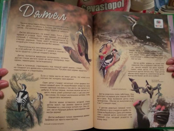 В. Владимиров: Какие птицы самые красивые?