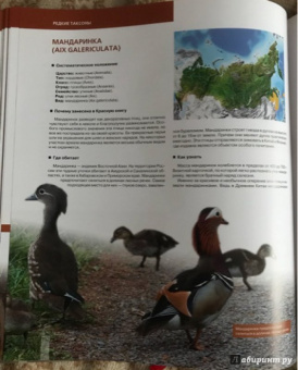 Скалдина, Слиж: Большая Красная книга (стерео-варио) 3D-обложка