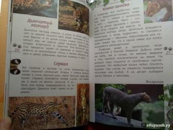 Александр Тихонов: Кошки дикие и домашние