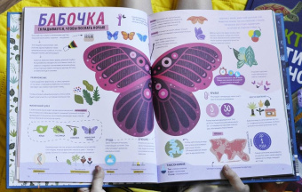 Пинтос, Ианнуззи: Как спит пчела? Удивительные факты о животных и их суперспособностях