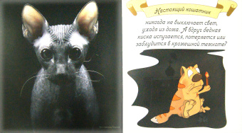 Евгения Гюнтер: Котики