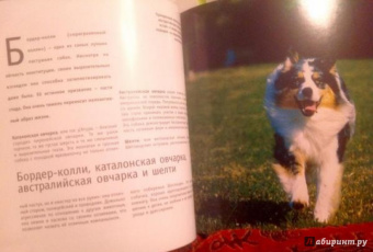 Собаки. 1001 фотография