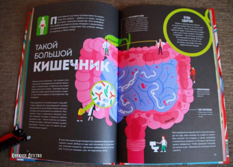 Макс Пембертон: Тело человека. Как работает наш удивительный организм