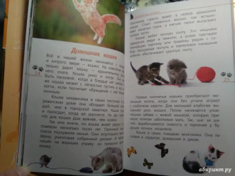 Александр Тихонов: Кошки дикие и домашние