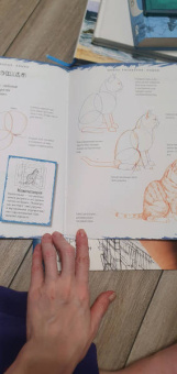 Марк Берджин: Школа рисования. Кошки