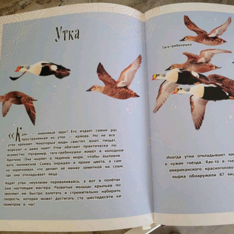 Бен Хоар: Чудеса природы. Энциклопедия