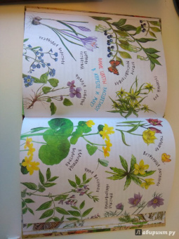 Николай Сладков: Лесные сказки