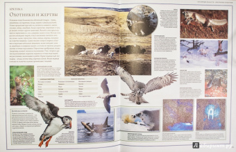 Бамбарадения, Вудрафф, Гинзберг: Животный мир. Иллюстрированный атлас