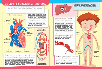 Вениамин Шехтман: Тело человека