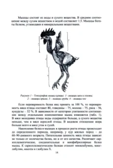 Рыгалова, Речкина, Геращенко: Переработка мяса птицы и кроликов. Учебное пособие